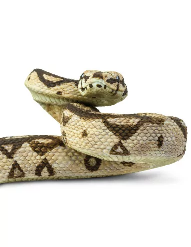 Safari Ltd. Hroznýš královský