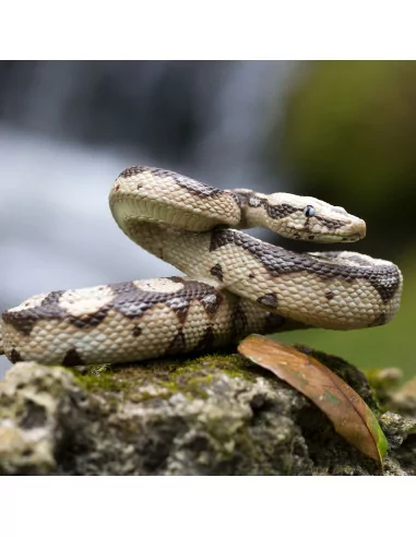 Safari Ltd. Hroznýš královský