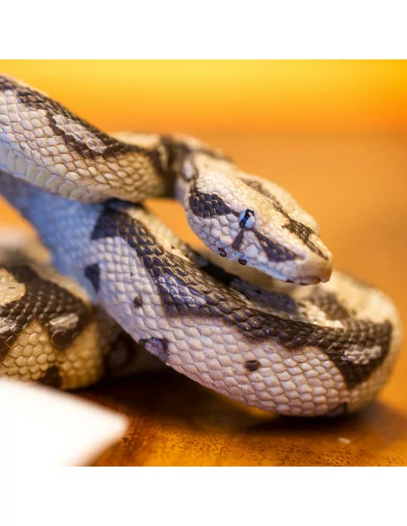 Safari Ltd. Hroznýš královský