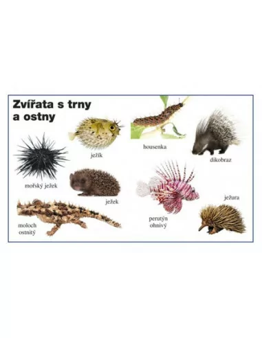 INFOA Moje první kniha - Zvířata