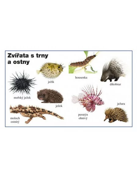 INFOA Moje první kniha - Zvířata