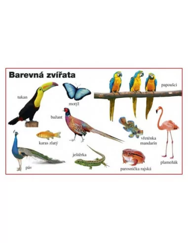 INFOA Moje první kniha - Zvířata