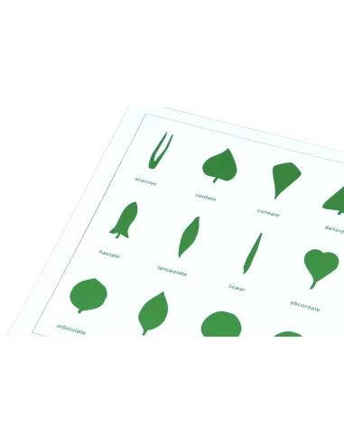 Moyo Montessori Tvary listů (karta)