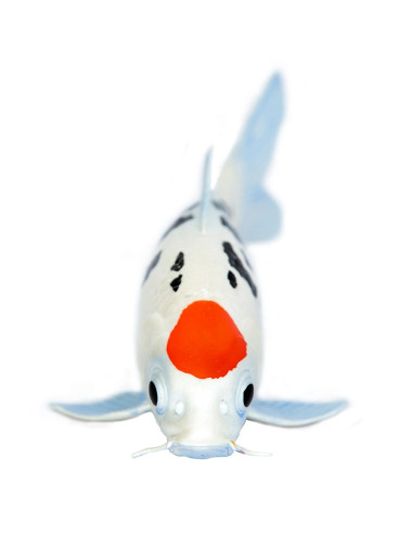 Safari Ltd. Figurka - Koi kapr