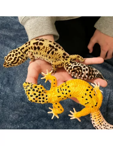 Safari Ltd. Figurka - Gekončík noční