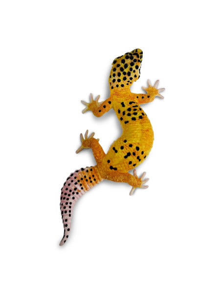 Safari Ltd. Figurka - Gekončík noční