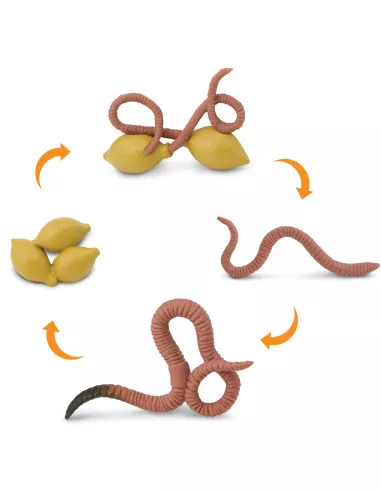 Safari Ltd. Životní cyklus - Žížala