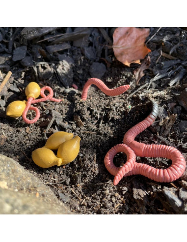 Safari Ltd. Životní cyklus - Žížala