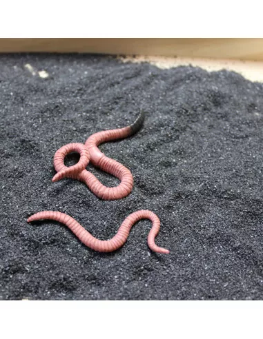 Safari Ltd. Životní cyklus - Žížala