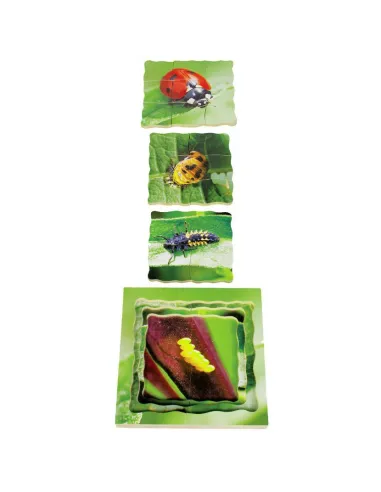 Just Jigsaws Puzzle životní cyklus - Beruška