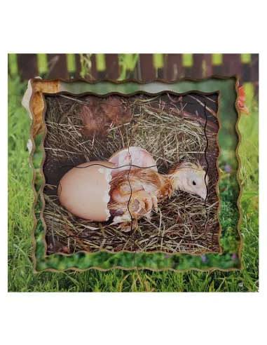 Just Jigsaws Puzzle životní cyklus - Slepice