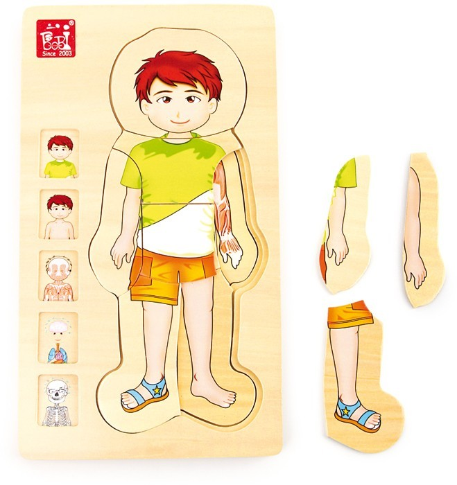 Legler Puzzle Anatomie Tim