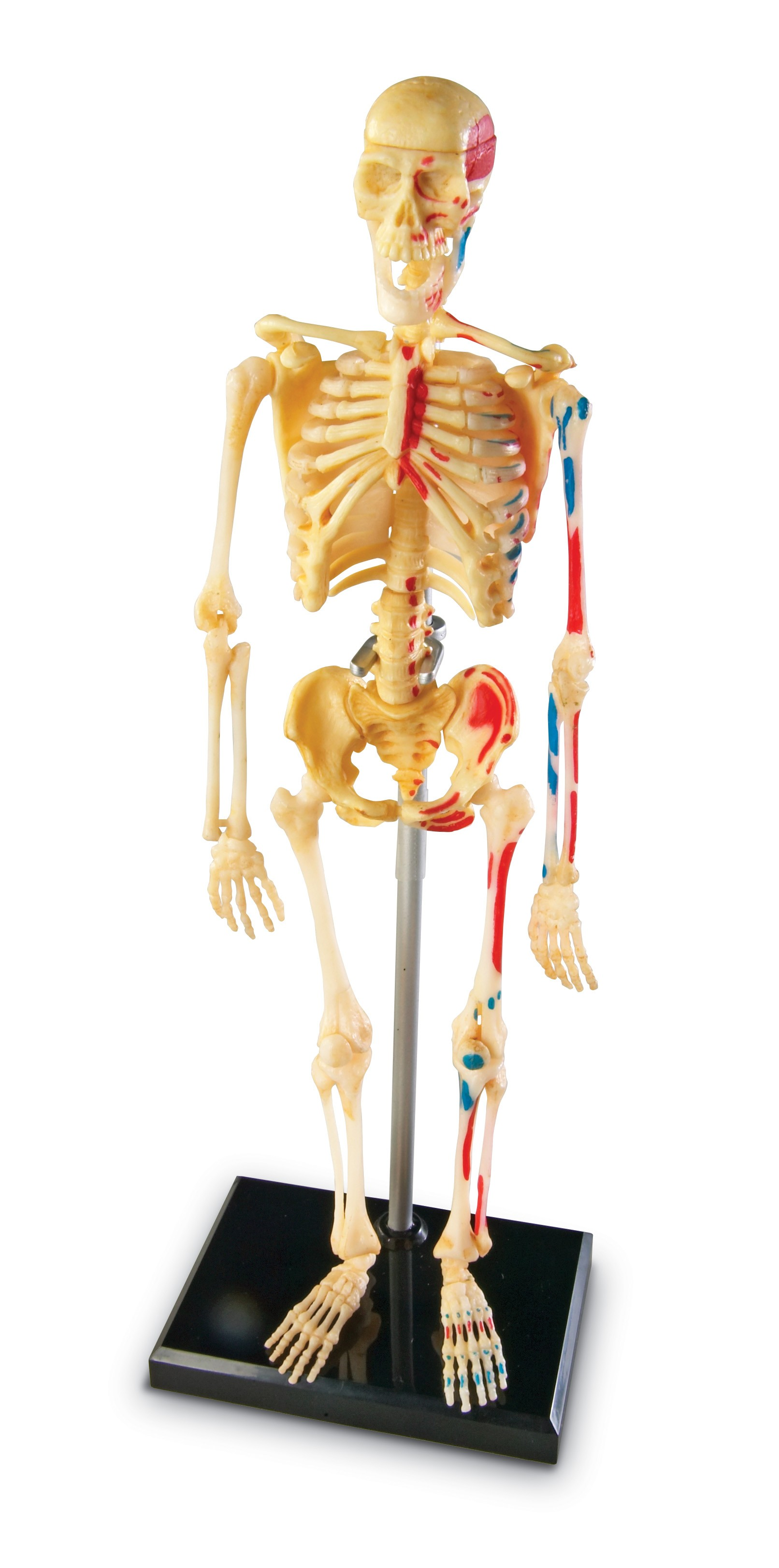 Learning Resources Anatomický model lidské kostry